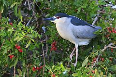 Black-crowned Night Heron